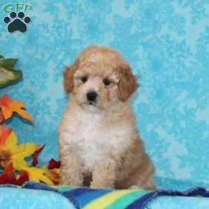 Marble, Shih-Poo Puppy